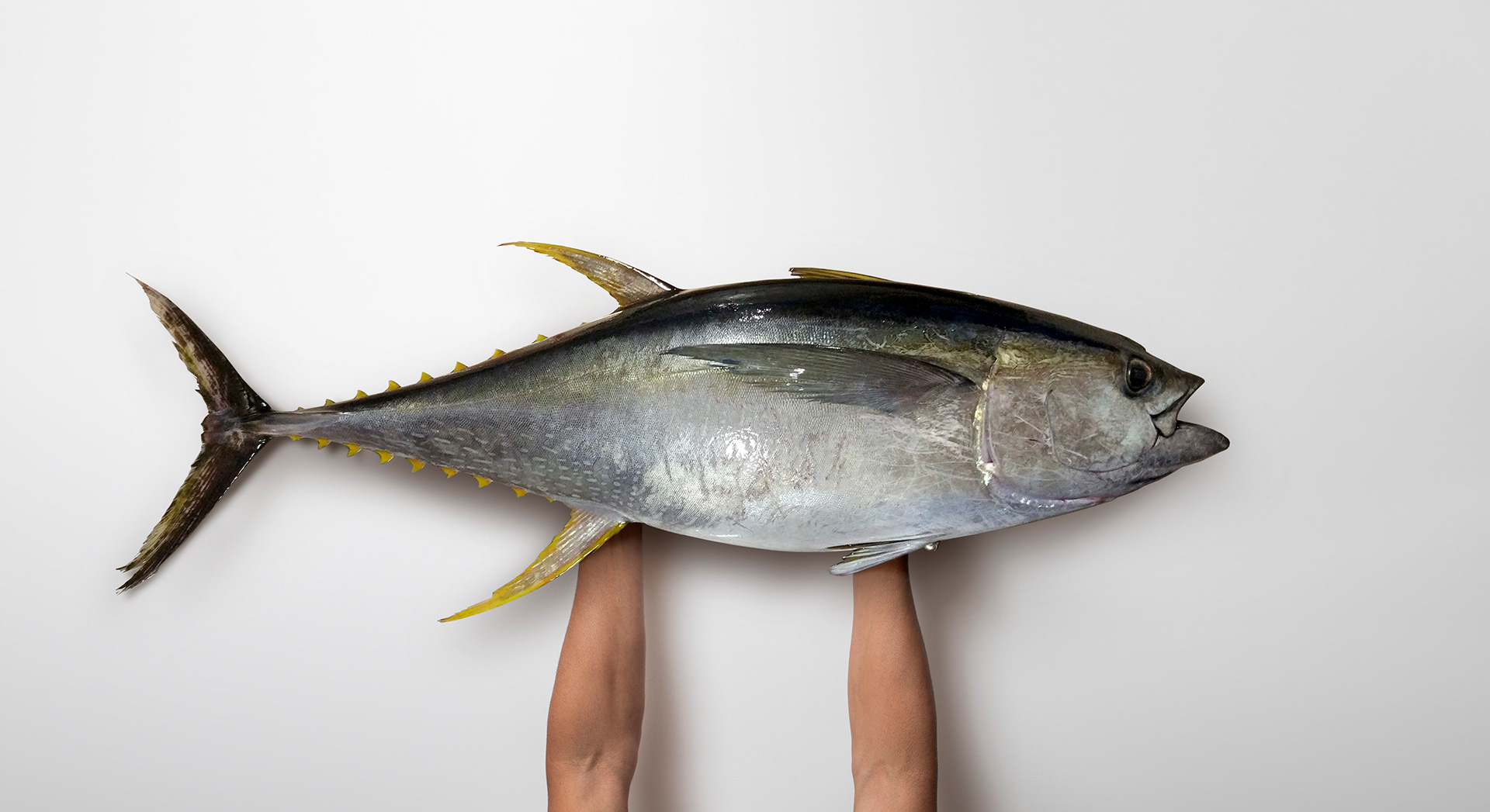 Descubre por qué alakrana