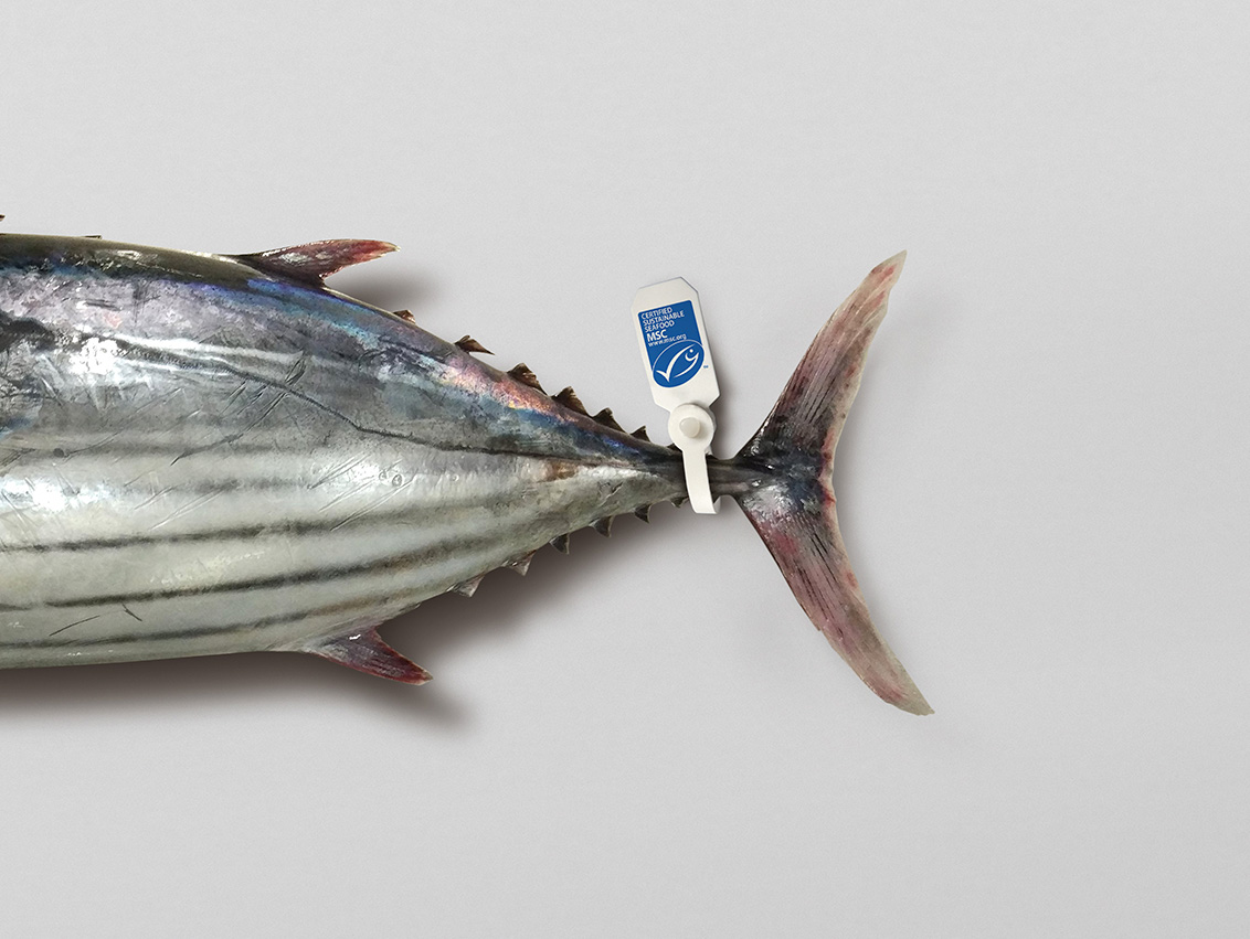 Atún de máxima calidad